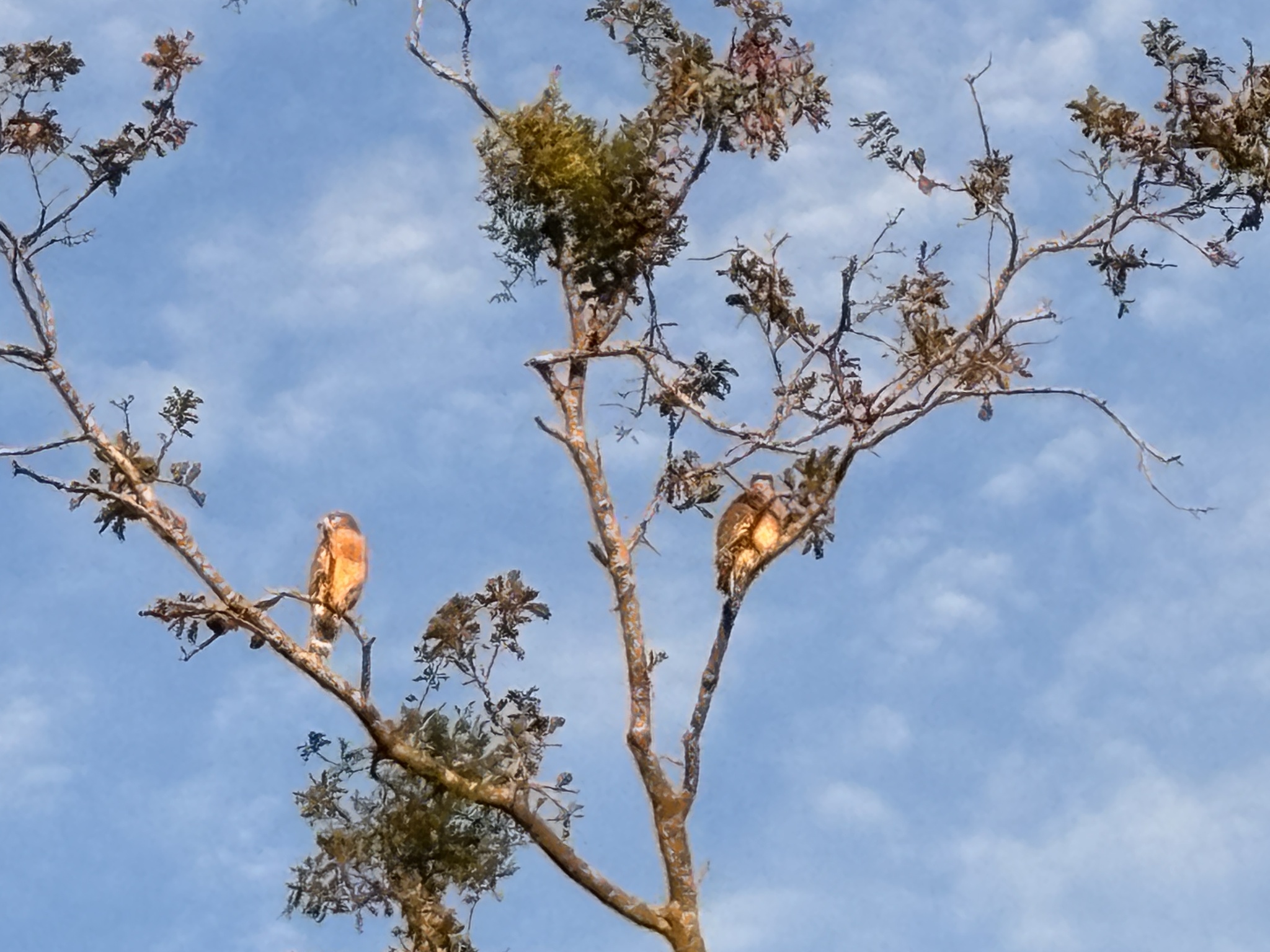 Buteo lineatus (Gmelin, 1788)