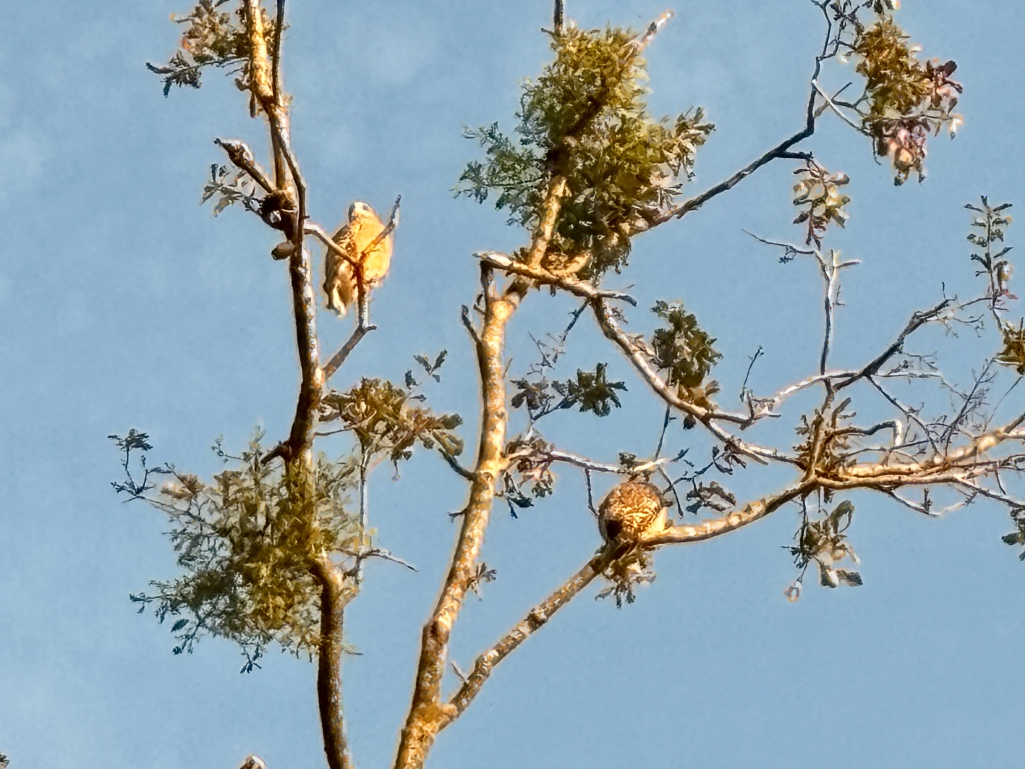 Buteo lineatus (Gmelin, 1788)