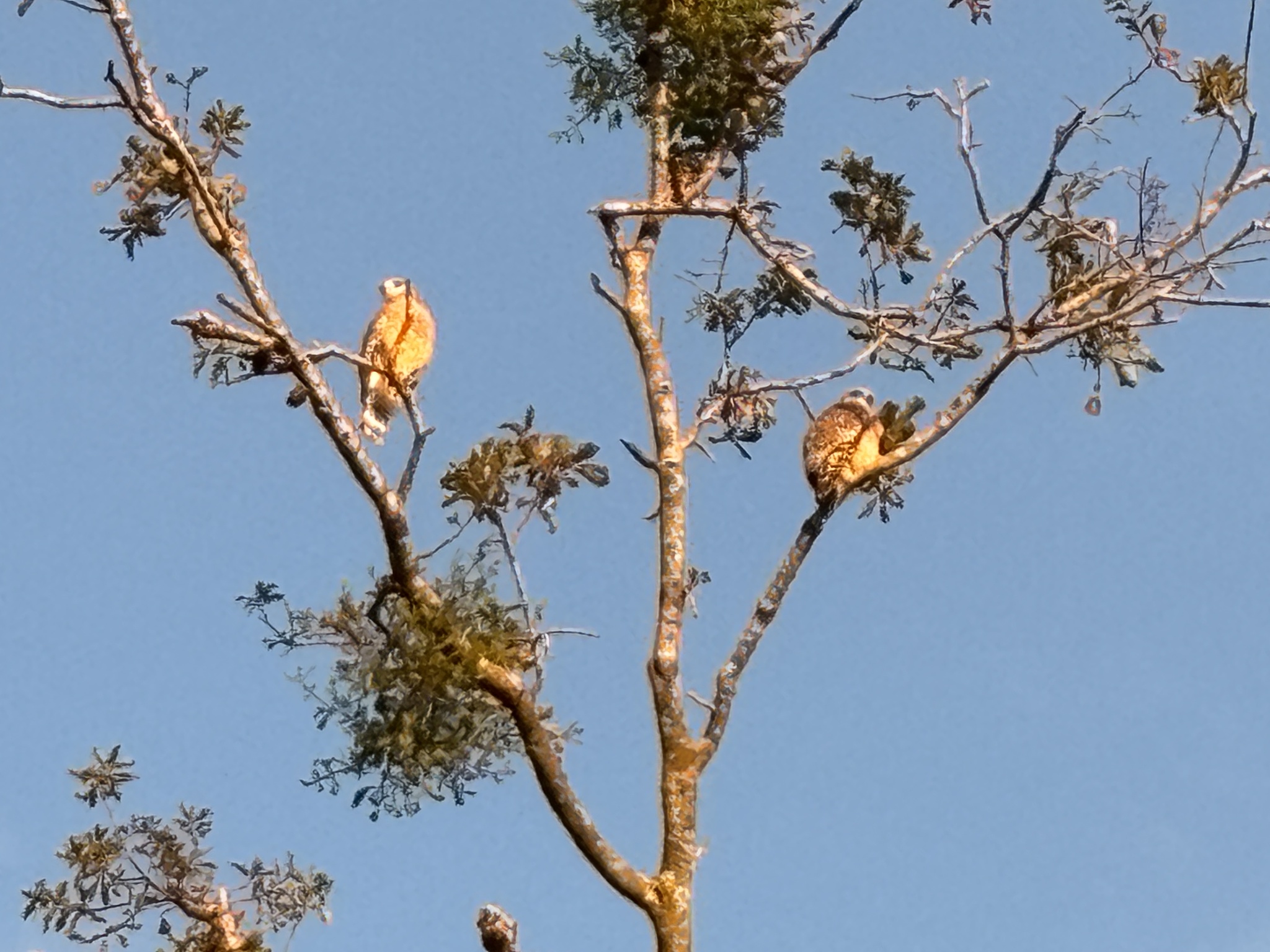Buteo lineatus (Gmelin, 1788)
