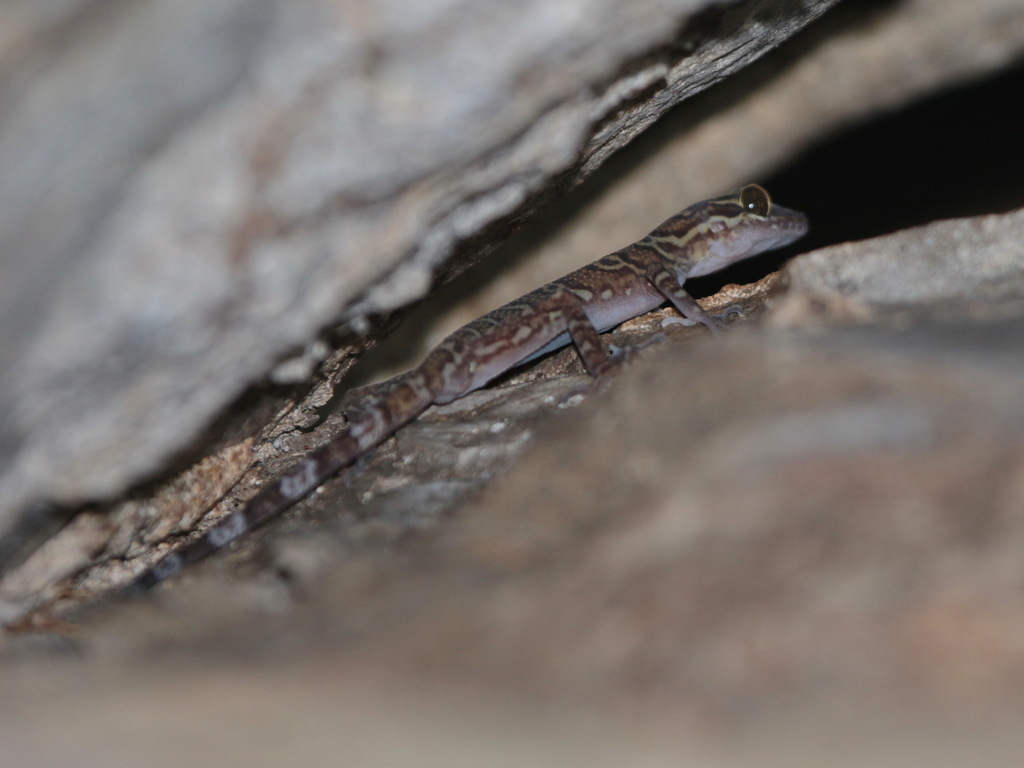 Thirakhupt’s Bent toed Gecko