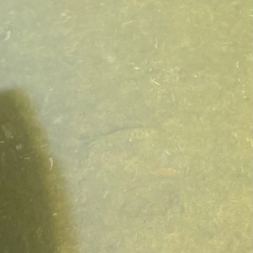 Yellowfin mojarra (Gerres cinereus) — Gerreidae