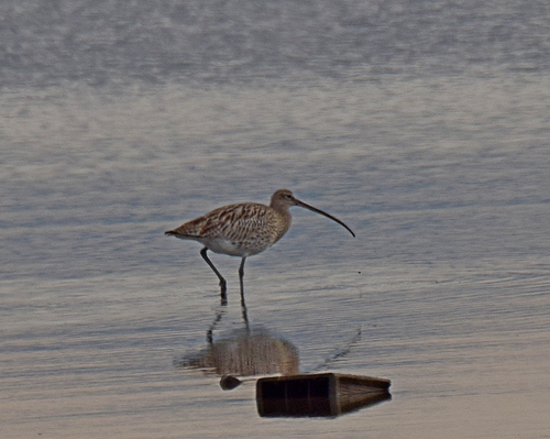 Eurasian Curlew (Numenius arquata), photo 5
