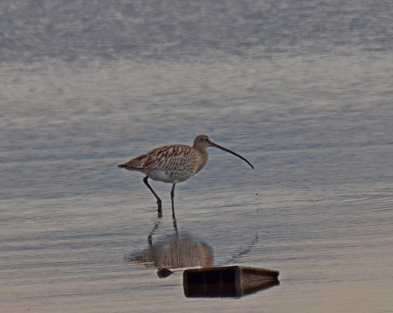 Eurasian Curlew (Numenius arquata), photo 5