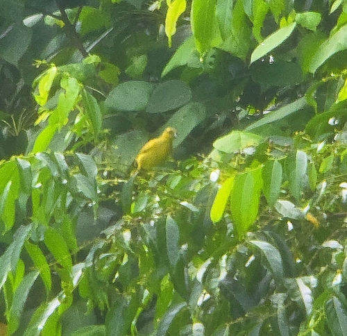 Yellow Honeyeater (Stomiopera flava)