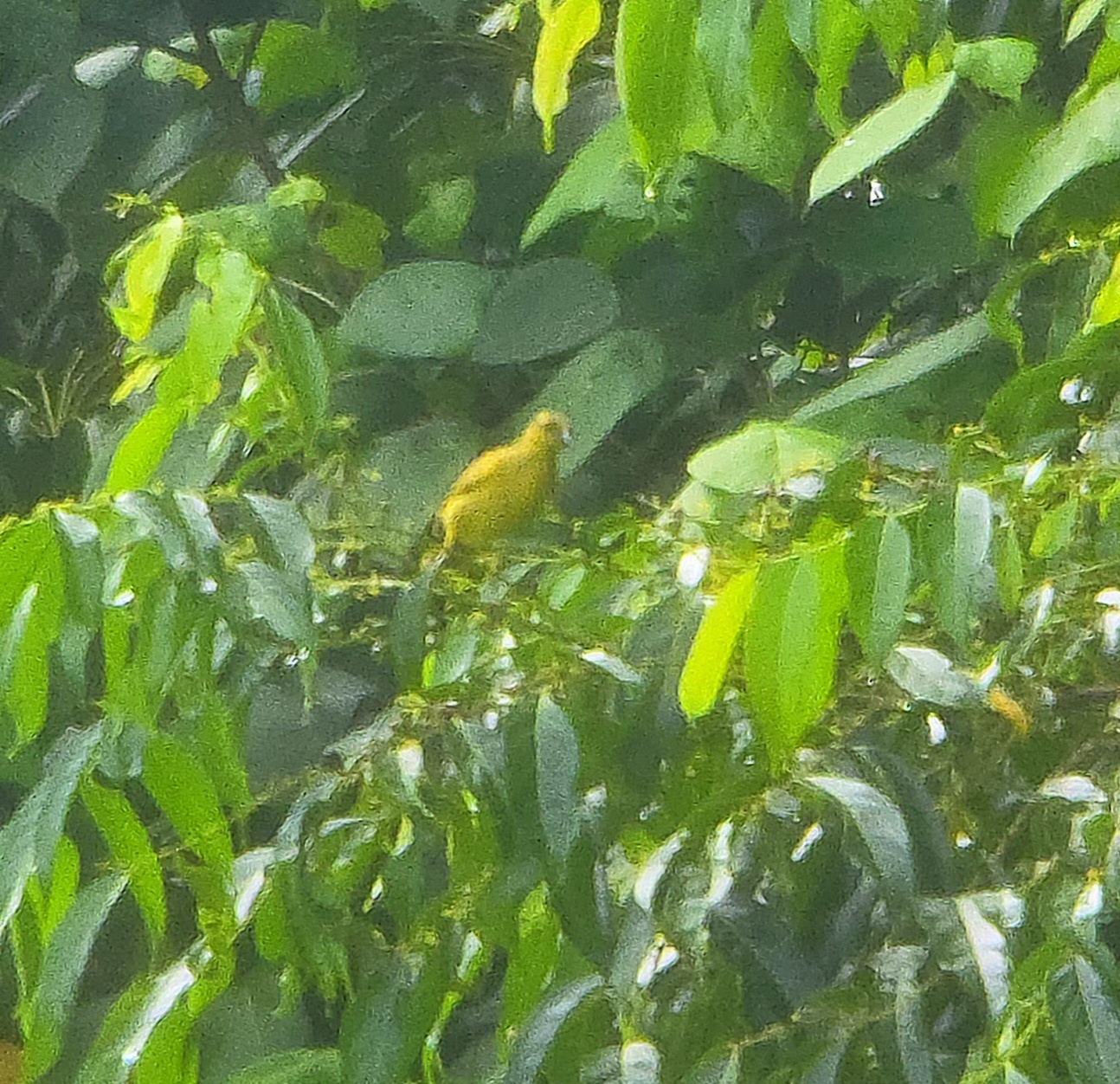 Yellow Honeyeater (Stomiopera flava), photo 1