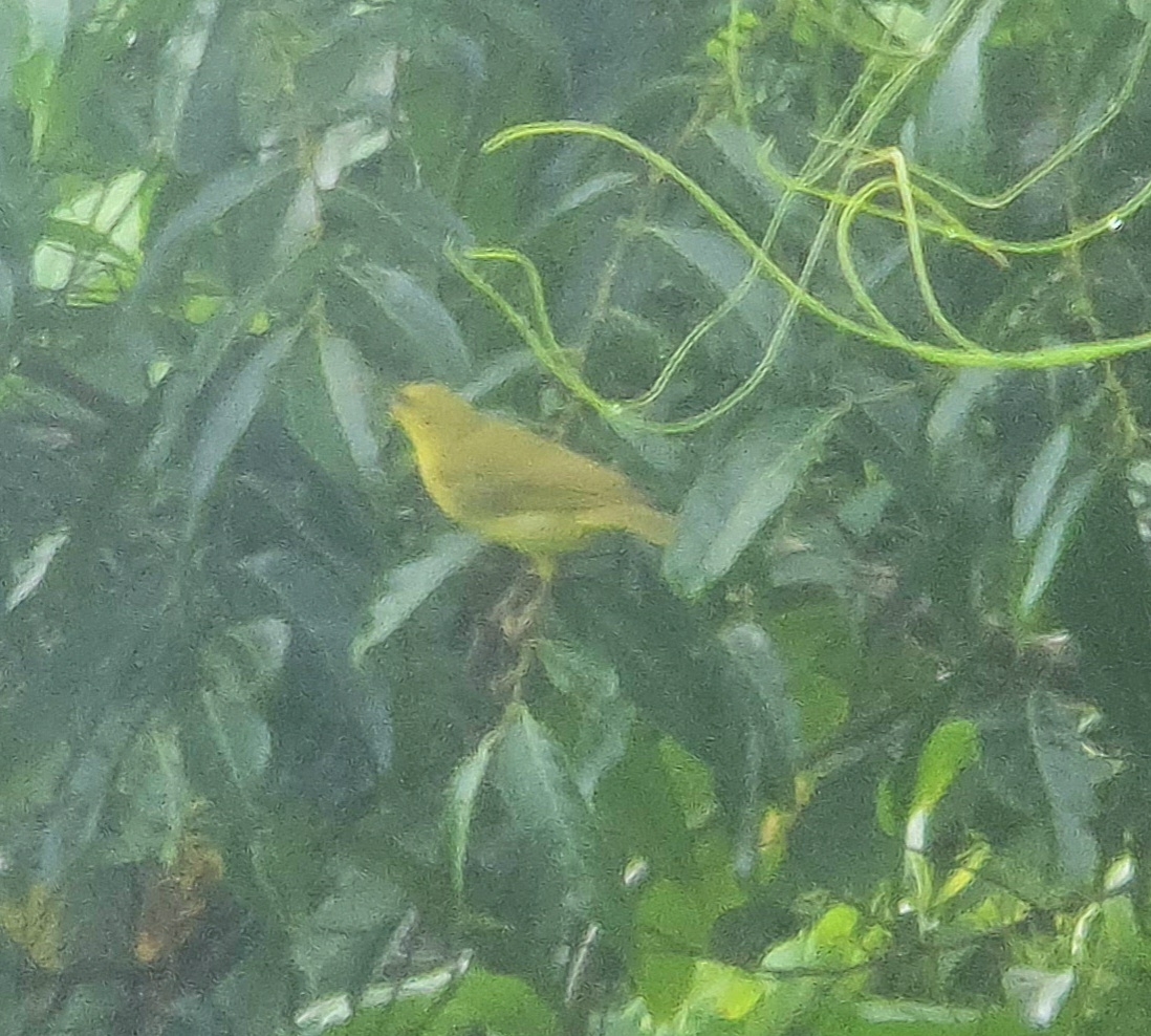Yellow Honeyeater (Stomiopera flava), photo 2