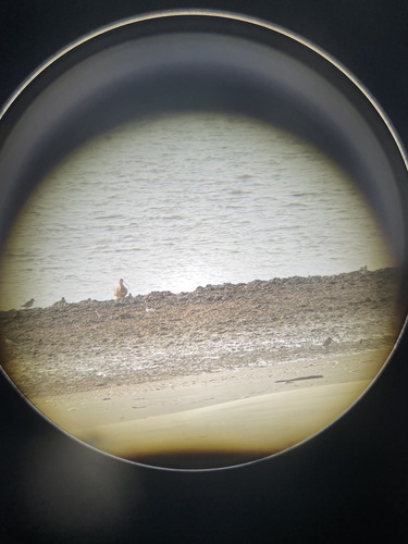 Long-billed Curlew (Numenius americanus), photo 4