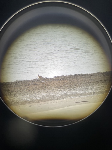 Long-billed Curlew (Numenius americanus), photo 5
