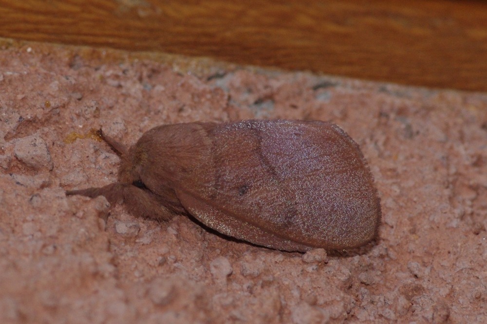 Lamprantaugia