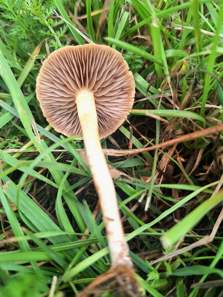 Agrocybe pediades · January 2026 · photo: © courtney_92 (iNaturalist, cc-by)