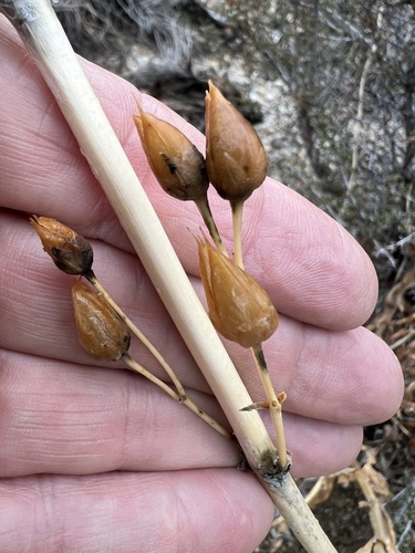 Panamint Beardtongue (Penstemon floridus)