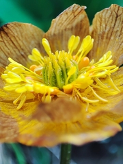 Trollius dschungaricus, photograph author not stated, no rights reserved