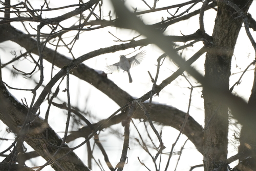 Tufted Titmouse (Baeolophus bicolor), photo 8