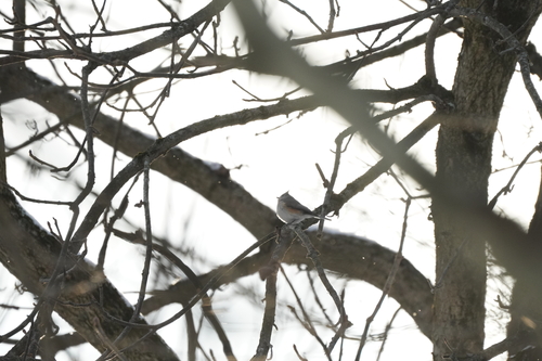 Tufted Titmouse (Baeolophus bicolor), photo 7
