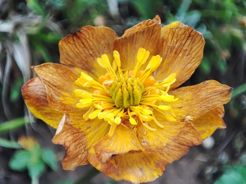 Trollius dschungaricus, photograph 4