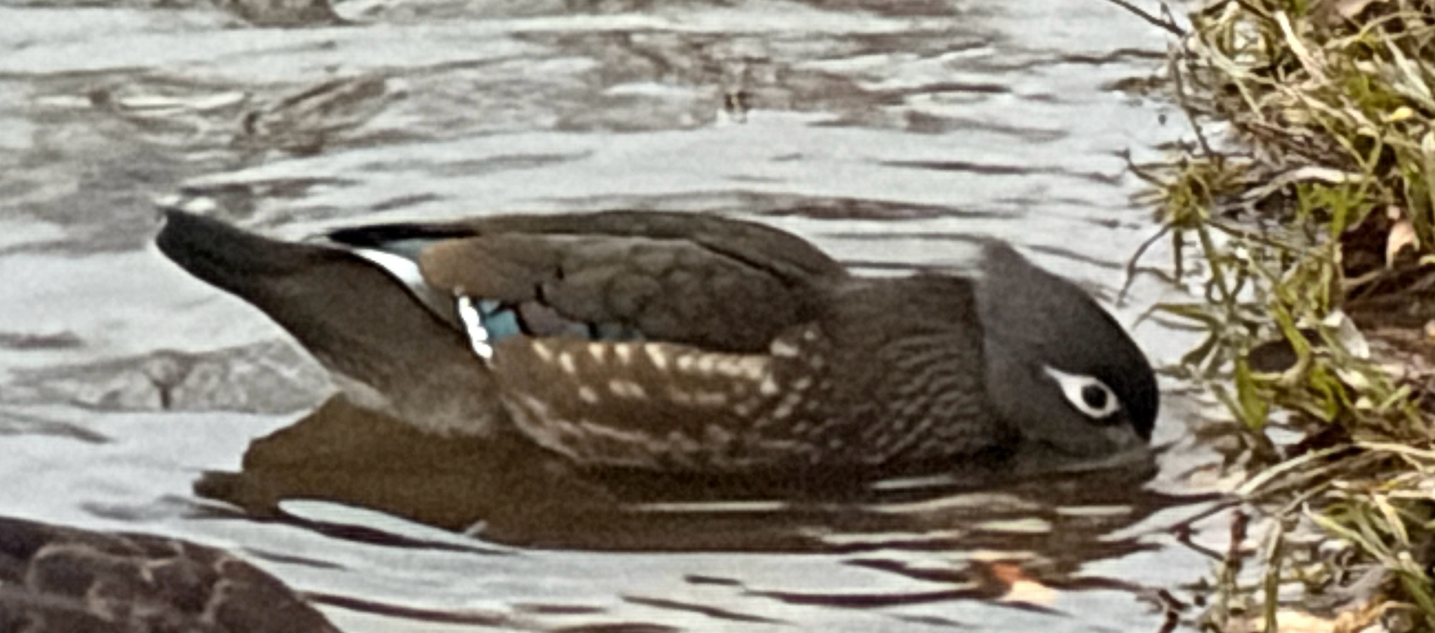 Aix sponsa (Linnaeus, 1758)