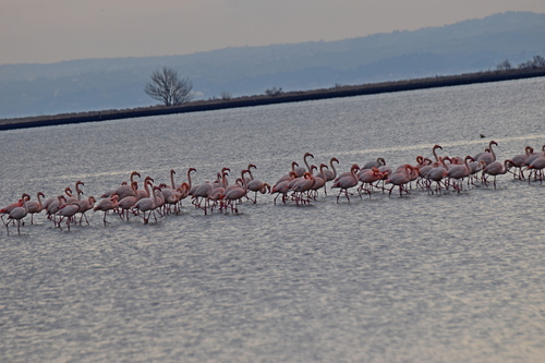 Greater Flamingo (Phoenicopterus roseus), photo 9