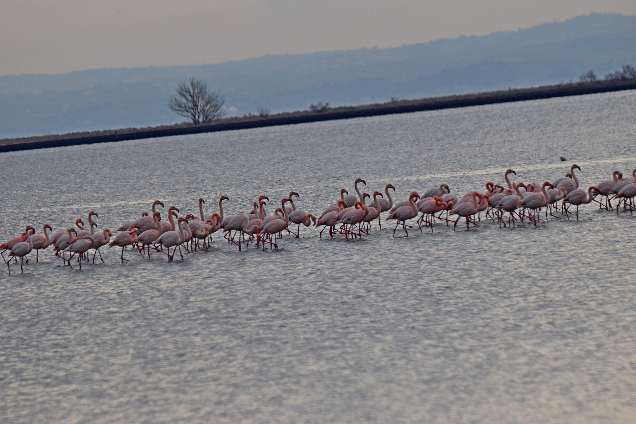 Greater Flamingo (Phoenicopterus roseus), photo 9