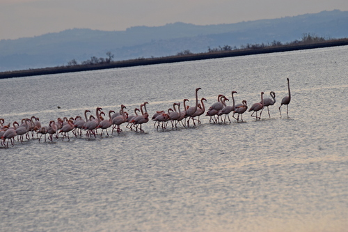 Greater Flamingo (Phoenicopterus roseus), photo 10