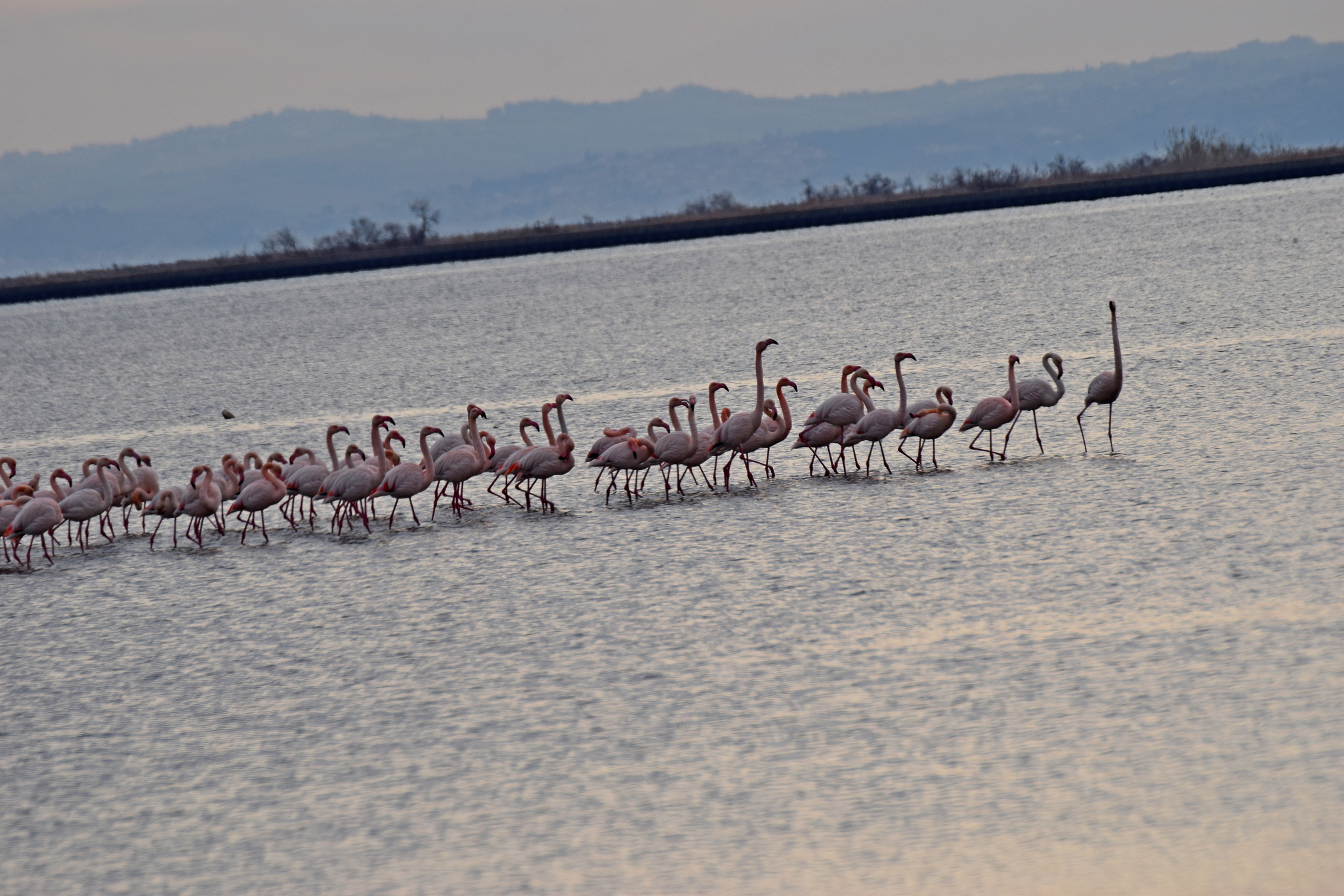Greater Flamingo (Phoenicopterus roseus), photo 10