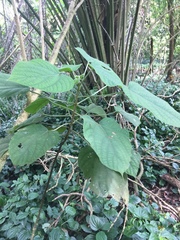 Clerodendrum villosum