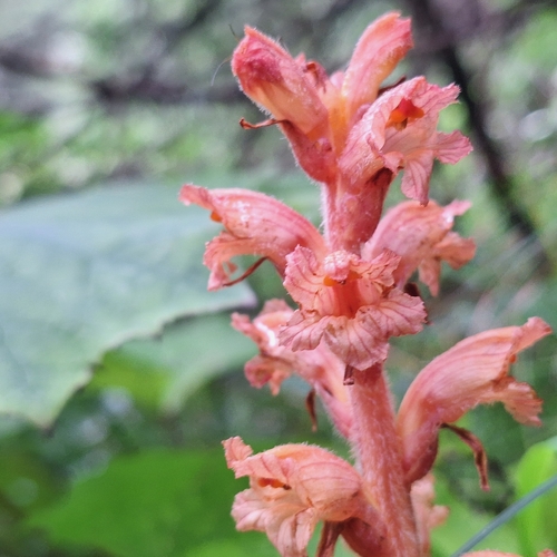 Butterbur Broomrape (Orobanche flava)