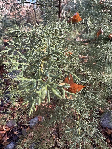 Cupressus arizonica