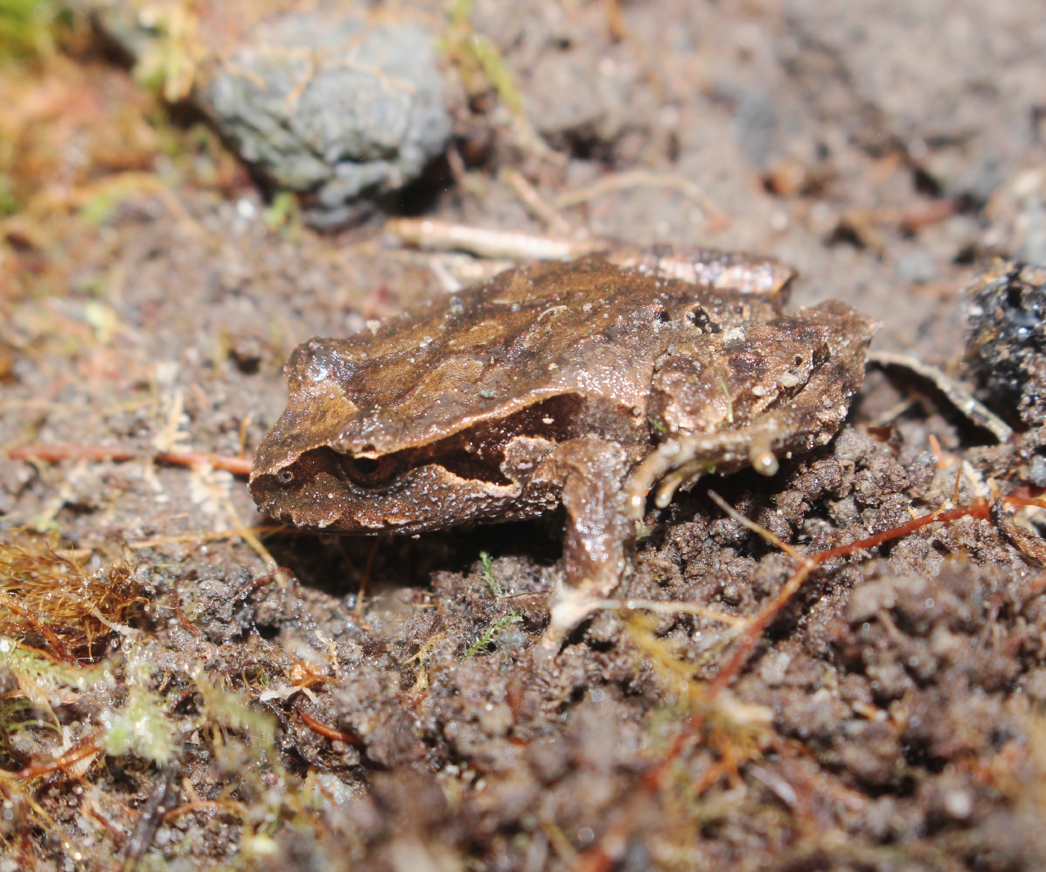 Eupsophus calcaratus (Günther, 1881)