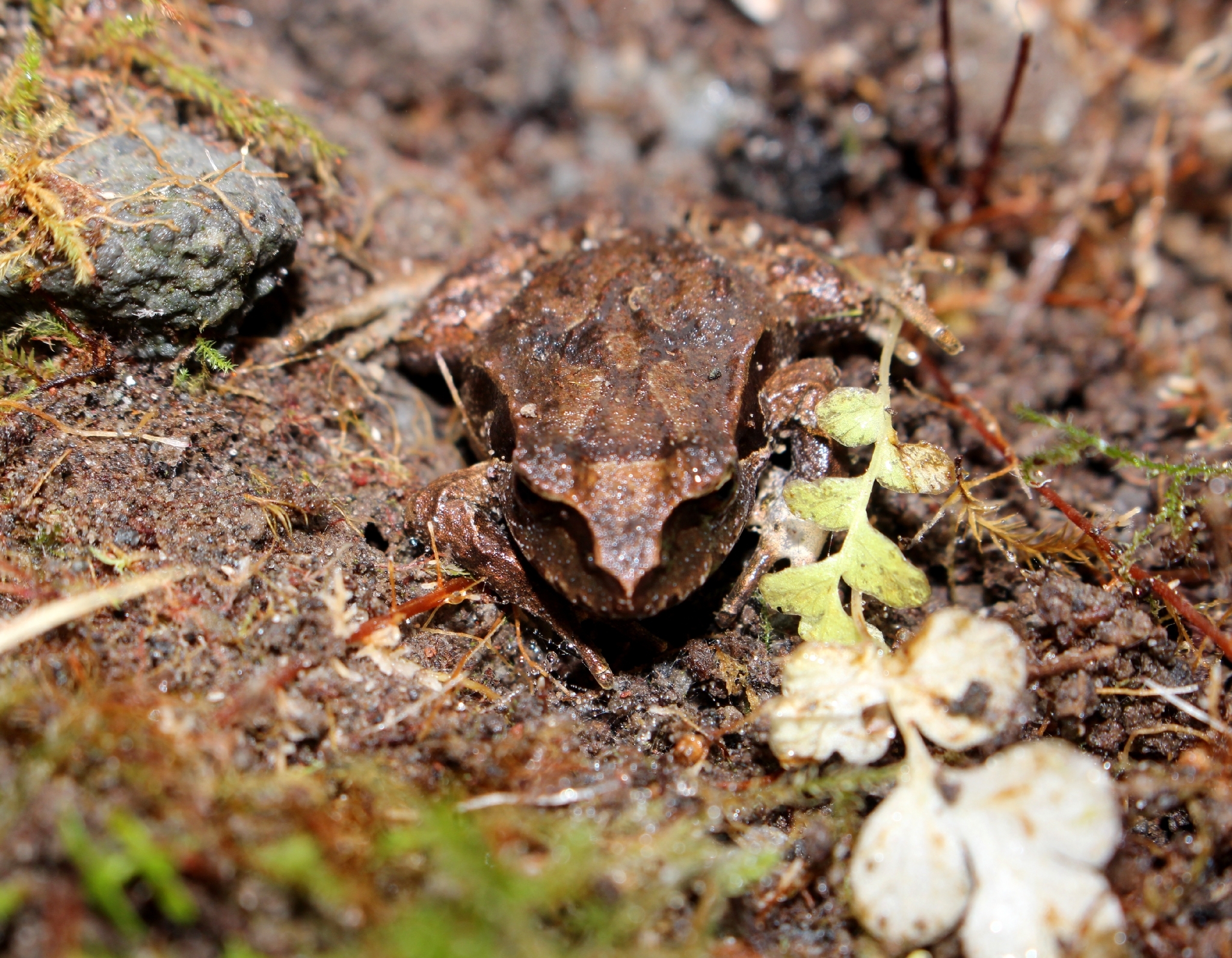 Eupsophus calcaratus (Günther, 1881)