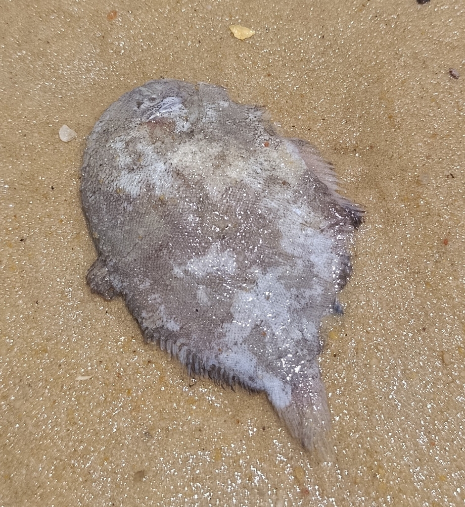 Hellingzool (Achirus declivis) — Achiridae