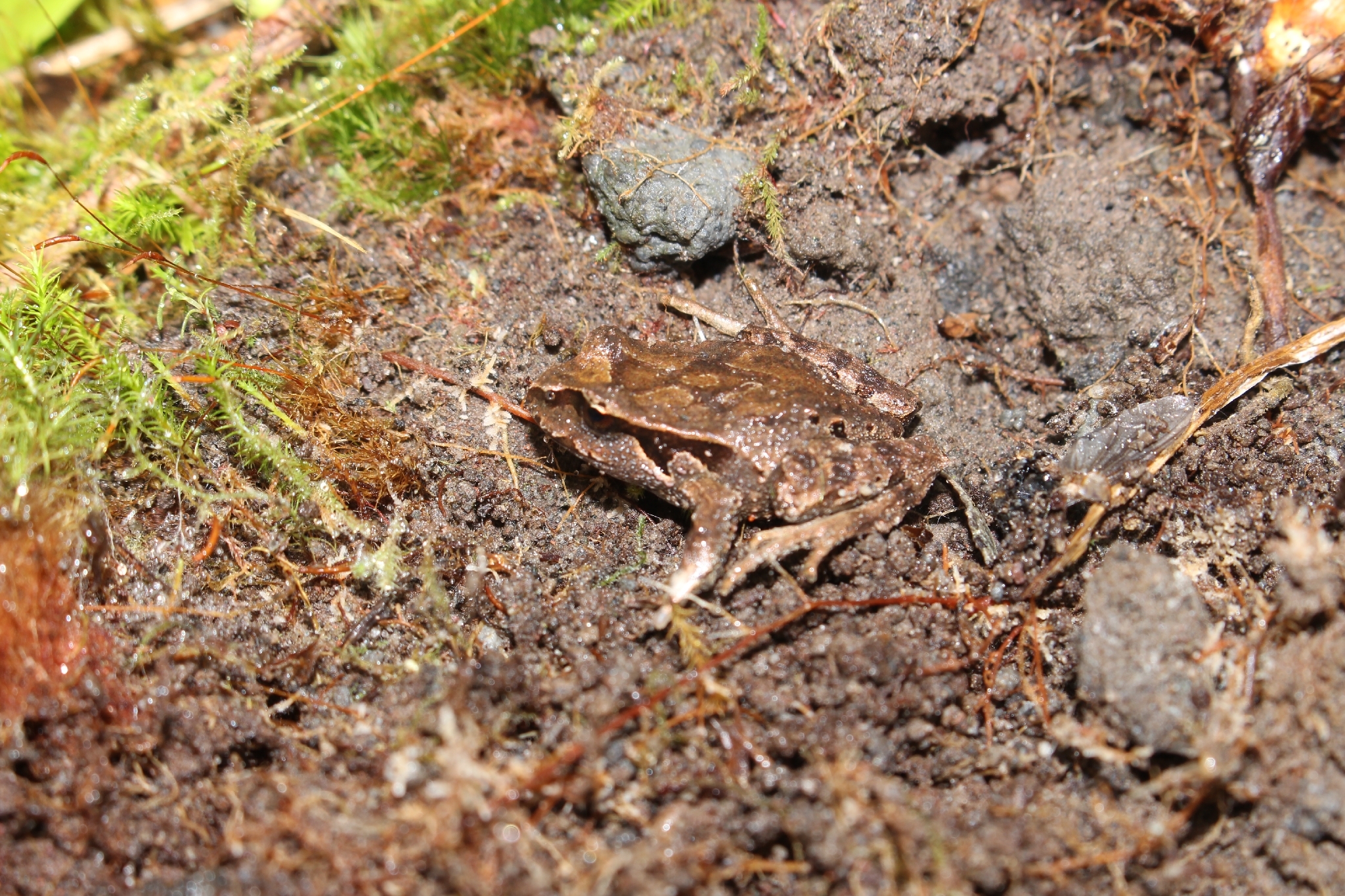 Eupsophus calcaratus (Günther, 1881)