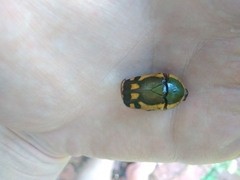 Pachnodella impressa