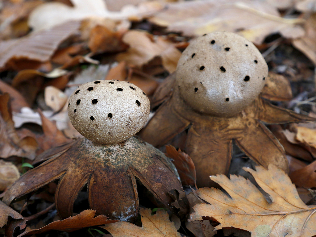 Geastraceae