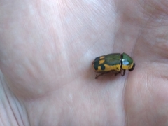 Pachnodella impressa