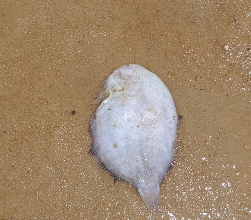 Lost sole (Achirus declivis) — Achiridae — 3