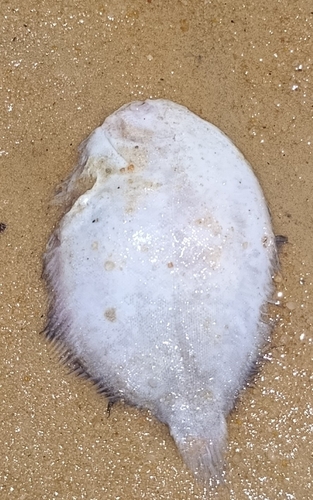 Lost sole (Achirus declivis) — Achiridae — 4