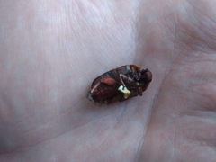 Pachnodella impressa