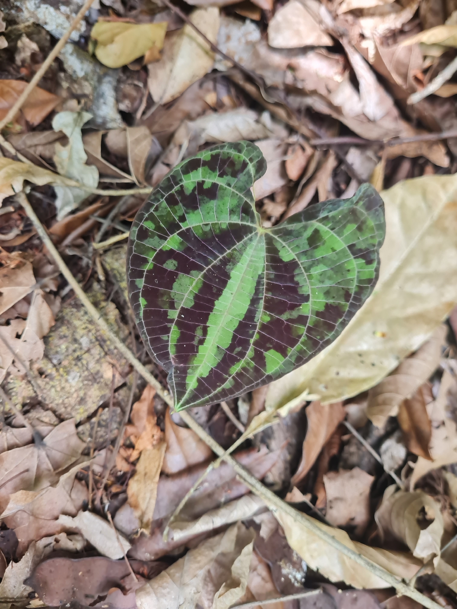Dioscorea dodecaneura