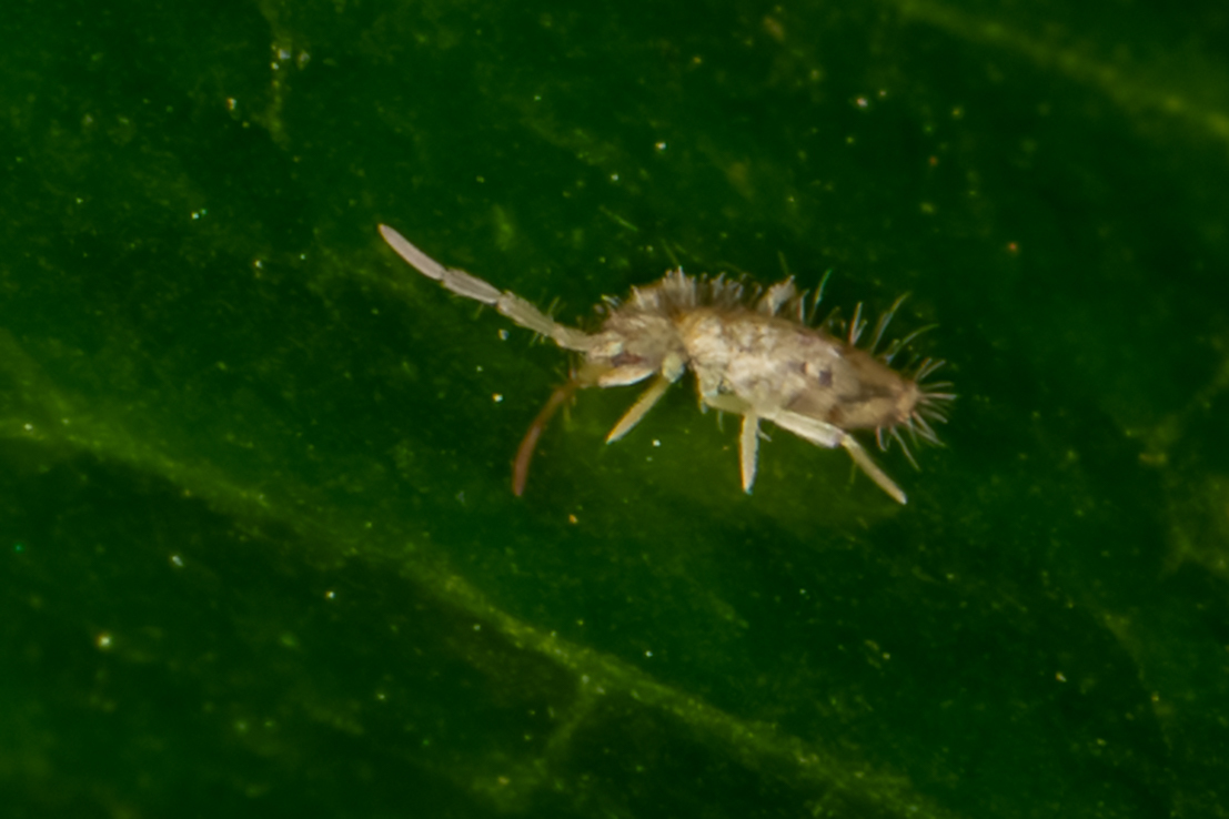 Entomobrya intermedia G.Brook, 1884
