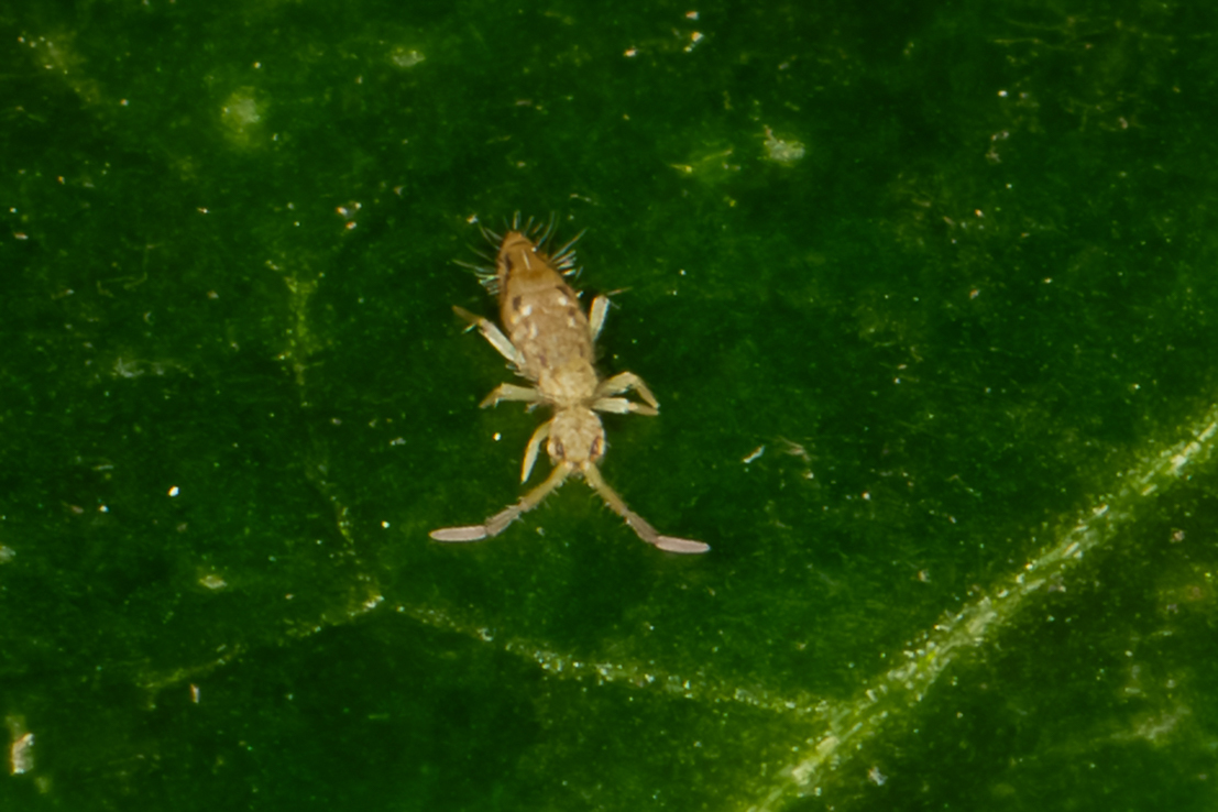 Entomobrya intermedia G.Brook, 1884