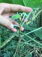 Clerodendrum villosum