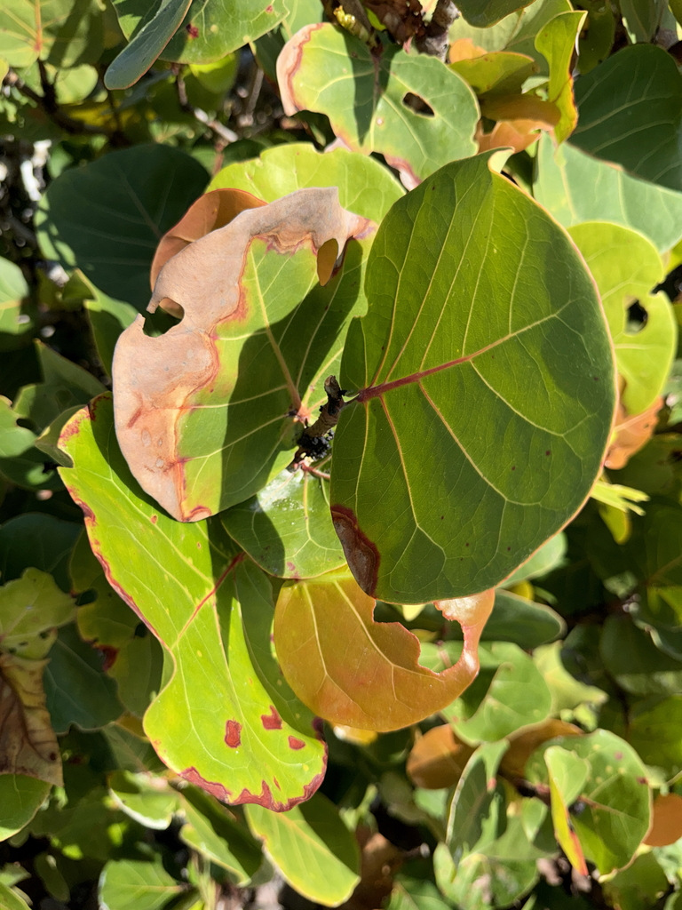 Bàng biển – Coccoloba uvifera