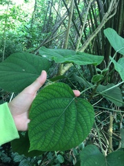 Clerodendrum villosum