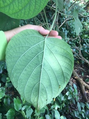 Clerodendrum villosum