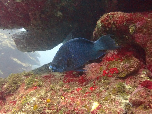 Blue tumbler (Scarus coelestinus) — Scaridae — 4