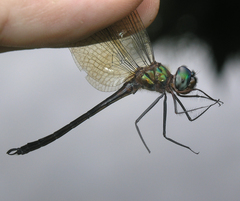 Hemicordulia tenera