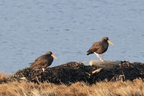 Black Oystercatcher (Haematopus bachmani), photo 4