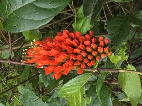 Combretum grandiflorum