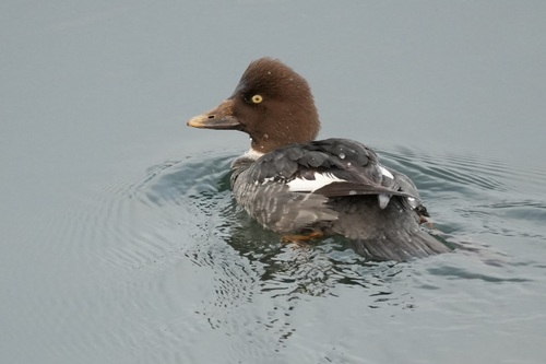 Barrow's Goldeneye (Bucephala islandica), photo 9