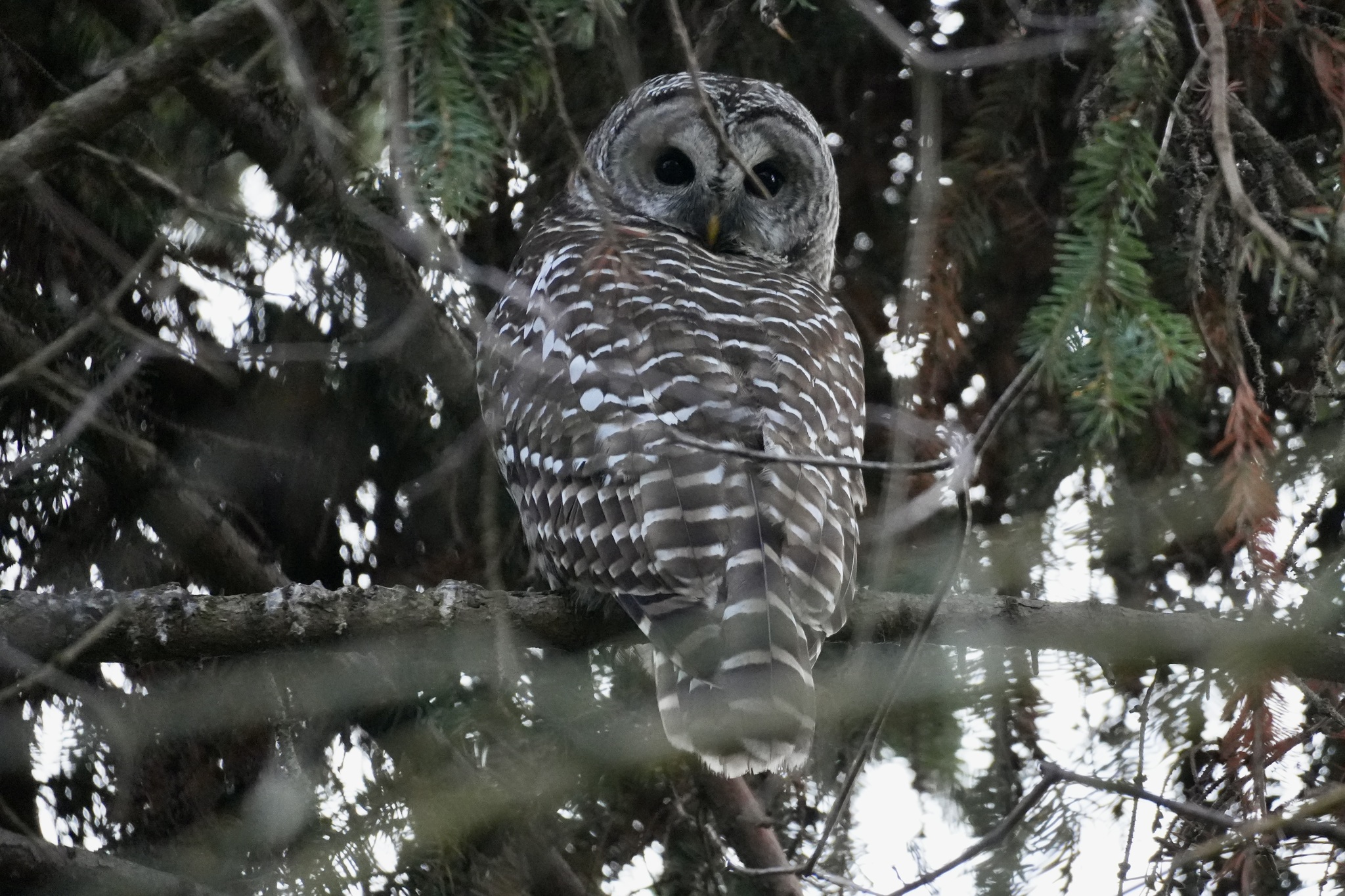 Barred Owl (Strix varia), photo 1